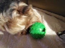 Elasticity Pet Dog Toy Interactive Dog Chew Toy For Dog Tooth Cleaning Ball Food Dispenser