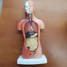 Torso humano cuerpo modelo de anatomía, anatómico médico los órganos internos para la enseñanza Dropshipping. Exclusivo.
