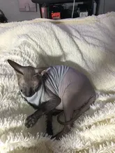 Cartoon Cat Costume Cute Cozy Pet Clothes for Cats Katten Kedi Hoodie Mascotas Mascotas