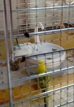 Water-Dispenser Fountain Cat-Drinking-Water Automatic New Intelligent Circulating