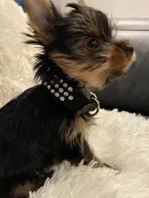 Collar de estrás para perro 3 filas de cuero de gamuza de Diamante gato cachorro 5 colores para pequeño mediano perros Chihuahua Yorkshire