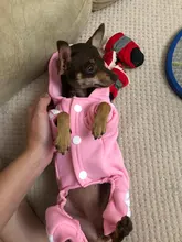 Pet Dog Clothes Fashion Hoodie Spring and Summer For Dogs Coat Jacket Cotton Ropa Perro