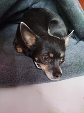 Bed Sleeping-Bag Puppy-Cave-Bed Small Dog Soft-Fleece Warm Cat 4 Winter Pet-Dog Different-Size