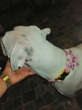 Dog-Accessories Collars Engraved Pet-Puppy Printed Custom Personalized Fashion Nylon