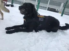 Molle Vest Panels Dog-Harness Dogs Military-Working Training Rubrab Tactical Metal 