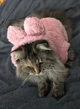 Ropa de Gato caliente para mascotas, abrigo, chaqueta para perros pequeños, medianos, gatos, Chihuahua, ropa de Yorkshire, disfraz rosa, S-2XL