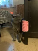 Cepillo de masaje para gatos, cepillo peine con hierba gatera, para rascar la cara