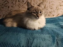 House Kennel Blanket Animal Coral-Fleece Small Home Sofa-Bed Dog-Pet Scratch Soft Warm