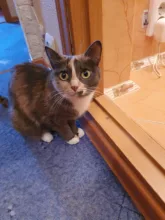 Usb-Plug Data-Cable-Accessories Interface Male Connector 24pin DIY TYPE-C Welding 