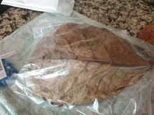 10 Uds Natural de alta calidad Terminalia Catappa hojas indio de Lour árbol hoja de oliva para agua de acuario equilibrio PH acidez