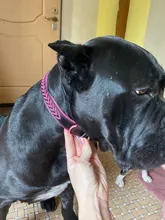 Cat-Nameplate-Collar Engraved Puppy Dogs Custom Personalized Adjustable Pug for Small