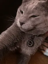 Etiquetas de identificación de mascotas grabadas, identificación de mascotas personalizada, nombre, número, dirección para perro, gato, cachorro, Collar, etiqueta colgante, accesorios para mascotas