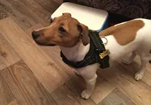 Durable Reflective Pet Dog Harness For Dogs Adjustable Big Dog Harness Pet Walking Harness