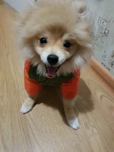 Outfit Jacket Hoodie Dog Warm Waterproof Winter Coat Splice Pet-Puppy 6-Colours 8-Sizes