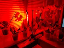 Grow-Light Lamps Timer Flowers Desktop-Clip LED Phyto Full-Spectrum For Plants DC5V USB