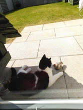 Simulation Bird Mouse Pet Cat Toy Kitten Interactive Training Scratching Toy Feather