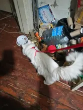 Pet Cat Collar Harness And Leash Adjustable Nylon Pet Traction Dog Kitten Halter Collar