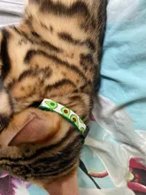 Patrón de flor de nueva moda gato ajustable Collar con cascabel Collar para gatos cachorro mascotas plomo correas para mascotas