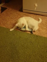 Muñeco eléctrico de peluche con forma de pez en movimiento para niños, juguete interactivo con carga USB para mascotas