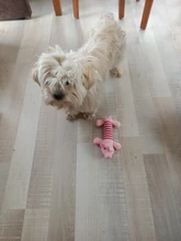 Juguetes Para Perros con sonido para masticar, perros con sonido divertido, forro polar, durabilidad, Molar, apto para todas las mascotas, elefante, pato, cerdo #5