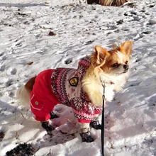 Puppy-Boots Pet-Shoes Lovely Dogs Snow Anti-Slip Zipper Winter Warm Denim Lets Casual