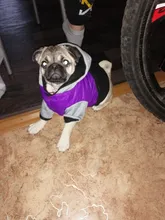 Hoodies Jacket Puppy French-Bulldog Small Dogs Waterproof Dog Chihuahua Winter Autumn