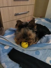 Toy-Ball Chew-Toys Cleaning-Ball Treat-Feeder Puppy Pet-Dog Dog-Food Chihuahua Tooth