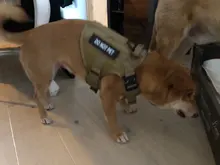 Conjunto de arnés y correa para perro táctico, chaleco para perro grande con hebilla de Metal, Pastor Alemán, arnés duradero para mascotas para entrenamiento de perros pequeños y grandes