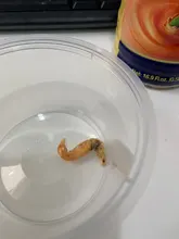 House-Supplies Farm-Accessories Nest Ant Shrimps Protein-Ants Dried Ant-Food Nutritious