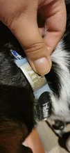 Etiquetas de identificación para mascotas, placa de identificación personalizada de acero inoxidable para perros pequeños, medianos y grandes, accesorio para Collar, grabado gratis