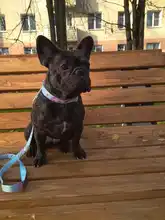 Rope Leashes Pitbull Dogs Pet Walking Printed Small Chihuahua Fashion-Pattern Nylon 4ft