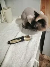 Cortadora de pelo eléctrica profesional para mascotas, máquina de aseo recargable para cortar el pelo de animales, afeitadora para perros y gatos