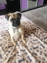 Bed-Mats Dog-Urine-Pad Puppy-Pee Pet-Training Waterproof Reusable for Usa-Stock Fast-Absorbing-Pad-Rug