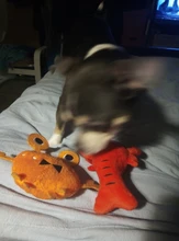 Pet-Supplies Dog-Toys Puppy-Training-Toy Carrot Banana Bite-Resistant Vegetable Dog Chew