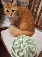 Dish Food-Bowls Eating-Feeder Puppy Feeding Slow-Down Portable Dogs-Supplies Bowel Prevent