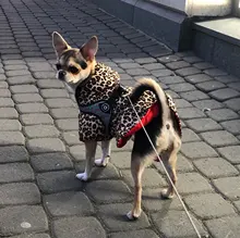Abrigo con tutú y estampado de leopardo para perros y cachorros ropa de invierno con capucha, chaqueta reversible para perros pequeños