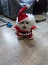 Christmas Pet Dog Cat Costumes Funny Santa Claus Costume For Dogs Cats Winter Warm Dog
