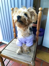Cute Pet Dog Clothes Puppy sweater T-shirt Shirt Cute Rainbow printing Pajamas Cat 