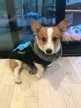 Dog Coat Harness Clothing Vest Jacket French Bulldog Waterproof Large Medium Winter Warm