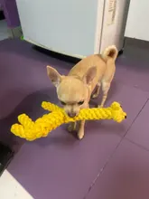 Pawstrip-Cuerda de juguetes para perro, resistente a las mordeduras, limpieza de dientes, juguete para masticar para perros, animales de dibujos animados, tienda de mascotas, 1 ud.