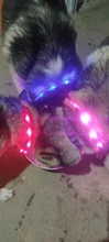 Collares de luz LED para perros de compañía, collares luminosos recargables y parpadeantes para perros de noche, Collar luminoso USB, decoración para el cuello que brillan en la oscuridad