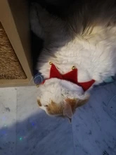 Grooming-Accessories Towel Scarf Necklace Collars Decor Cat Dogs Saliva Adjustable Plush