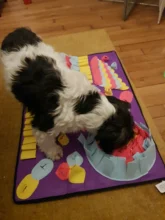 Blanket Activity-Mat Feeding-Mat Puzzle Dog-Snuffle-Mat Foraging Nosework Food-Training