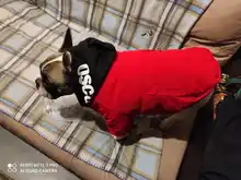 Jacket French Bulldog Dog Winter SUPREPET Coat Pet-Dog Dogs Large Cotton for Warm Perro