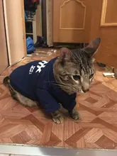 Invierno ropa para gato mascotas ropa de cachorros y perros sudaderas con capucha para pequeño mediano perros gato gatito Kitty trajes gatos abrigos chaquetas trajes