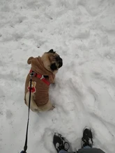 Puppy Clothing Dogs-Coat Dog-Costume French-Bulldog Pug Soft Winter Flannel for Bear-Ear