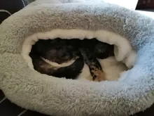 Bed-Mat Blanket Dog-Beds Small Pet Dogs Cats Soft Warm Winter Thicken for Medium-Supply