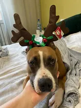 Hat Puppy-Festival-Accessories Party-Product Pet-Headband Hair-Hoop Dog Cat Cosplay Christmas