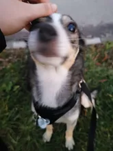 Truelove Pet Dog Harness Large Small For Pitbull Reflective Safety Harness For Dogs