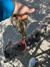 Collar táctico para perro, conjunto de correa ajustable para mascotas, entrenamiento militar al aire libre, caza, liberación rápida, perros medianos y grandes, Pastor Alemán